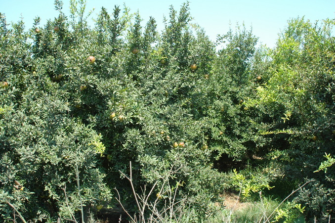 Pomegranate garden