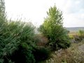 #4: West view from confluence point