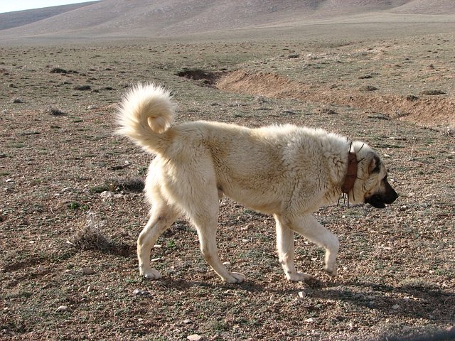 One of the non-aggressive shepherd dogs, whose curiosity was stirred by my presence at the Confluence.