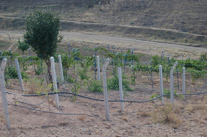 New vineyard