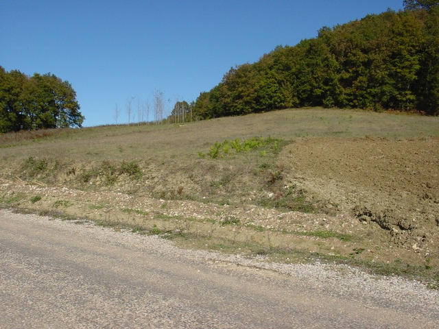 The confluence point is in this small forest