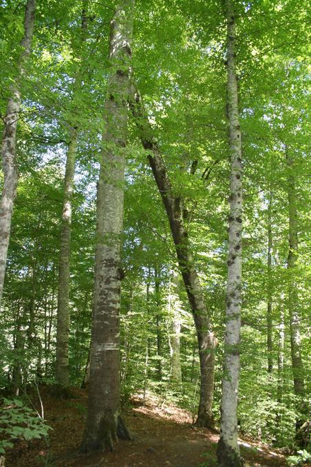 Conjoined trees