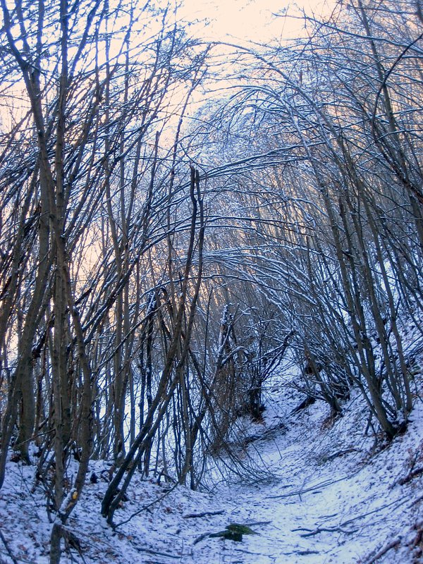 The spooky beauty of the woods / Ormanin korkutucu guzelligi