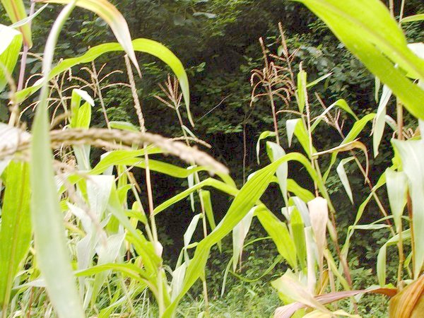 That's where the forest ends and the maize/cornfield starts, it's where the GPS connected back with the satellites.