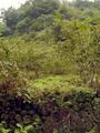 #3: A glance from the hazelnut field to the spot where we received the data.