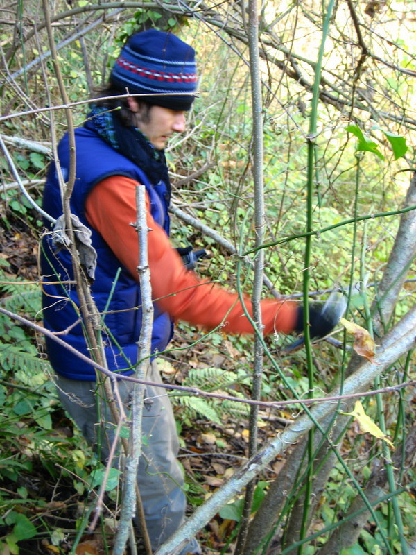 Pruning our way / Yol açıyoruz