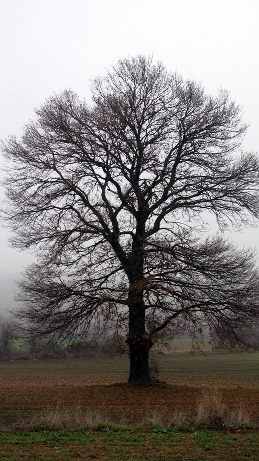 Beautiful oak tree close to 42N 27E