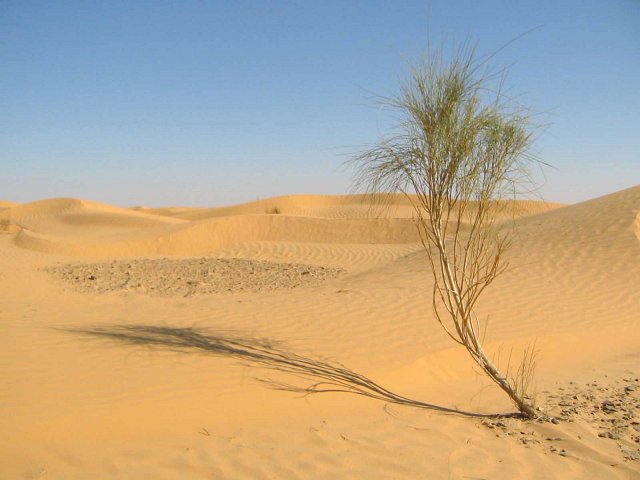 A lonely green bush, approx. 200 m from the CP.