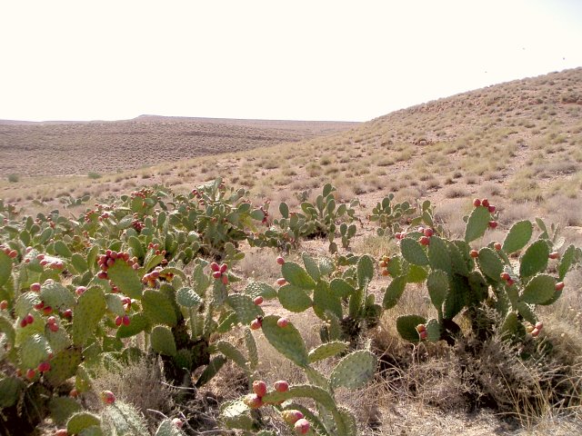 View to the Southwest