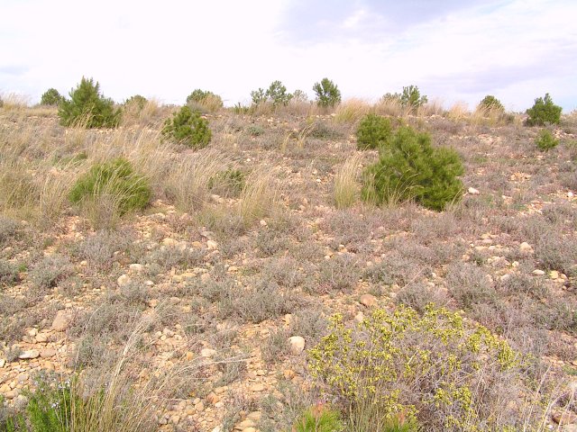 View towards the E of the Confluence