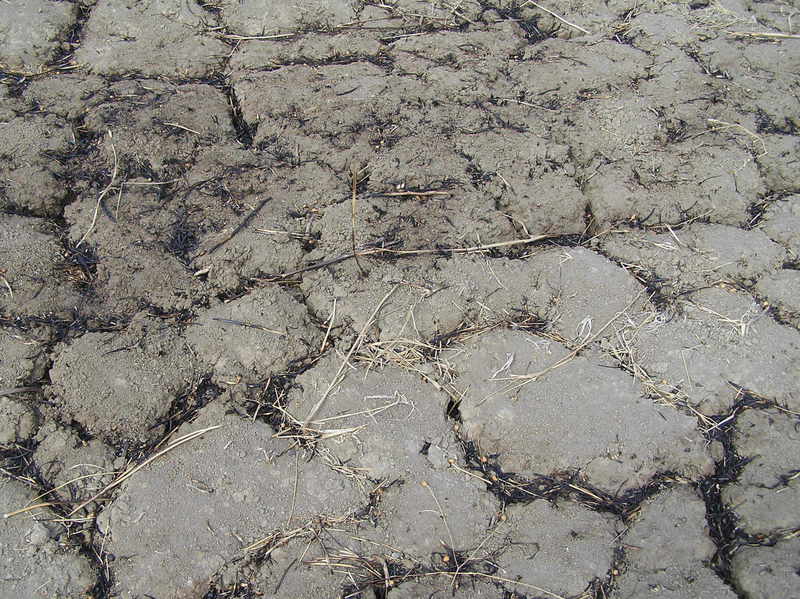 Ground cover at the confluence site.