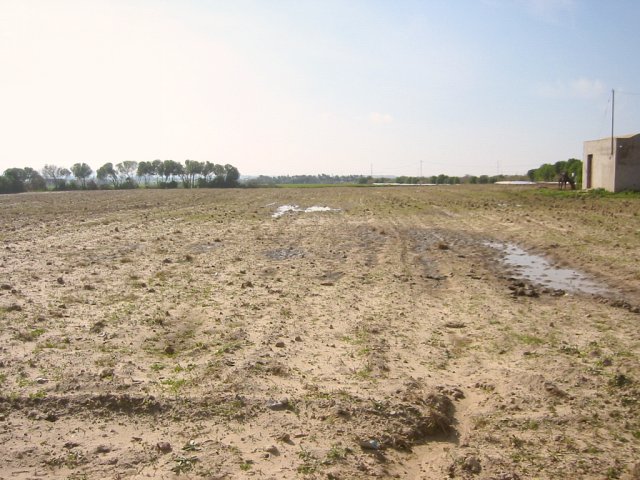 Looking west: The point was in the middle of this tomato field