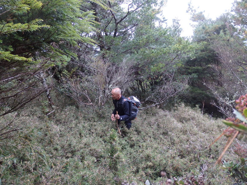 Hiking trough the thickets