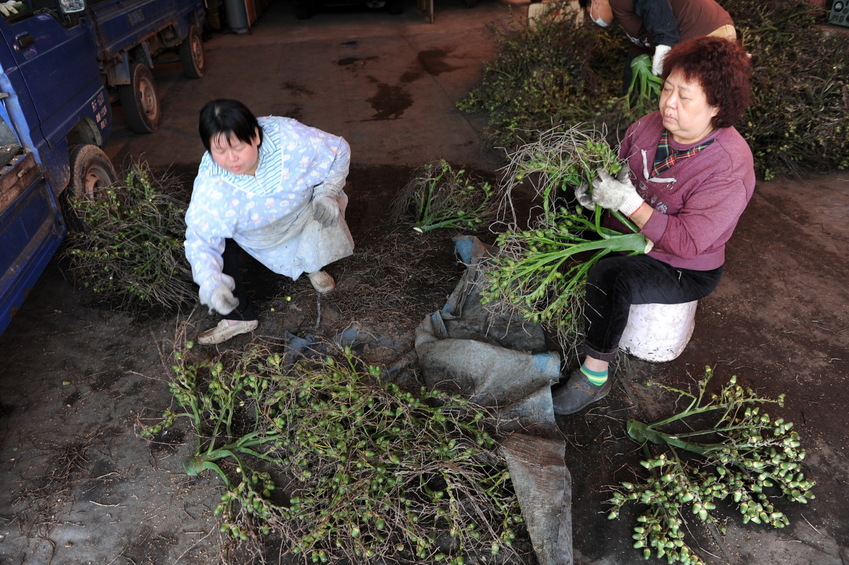 Harvesting betal nuts