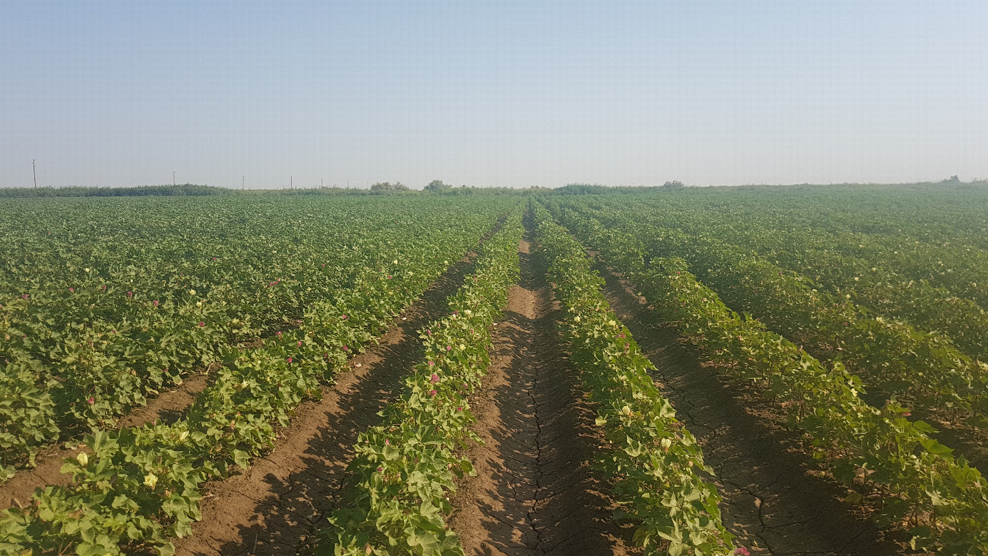 Cotton field to the North