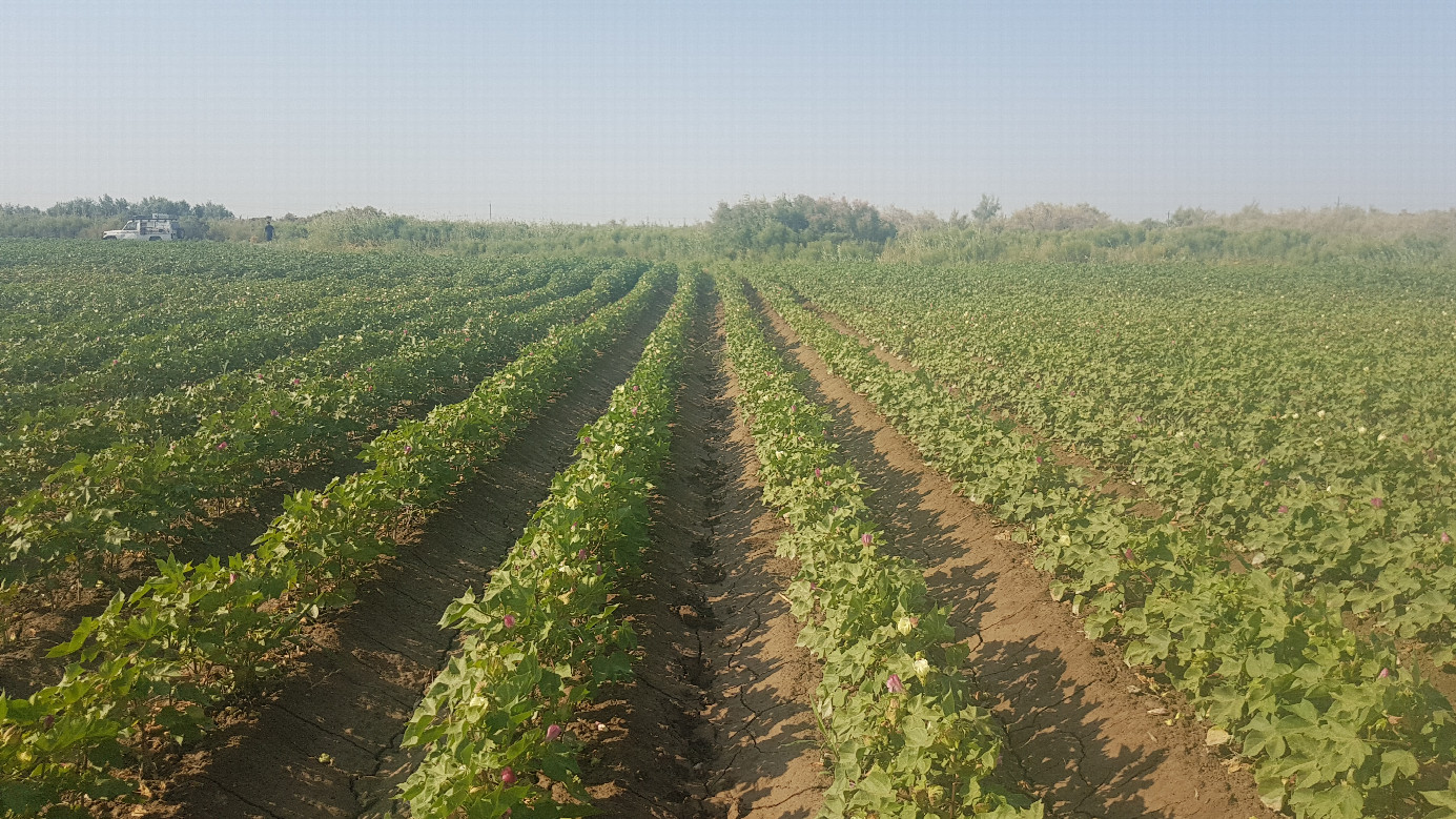 Cotton field to the South