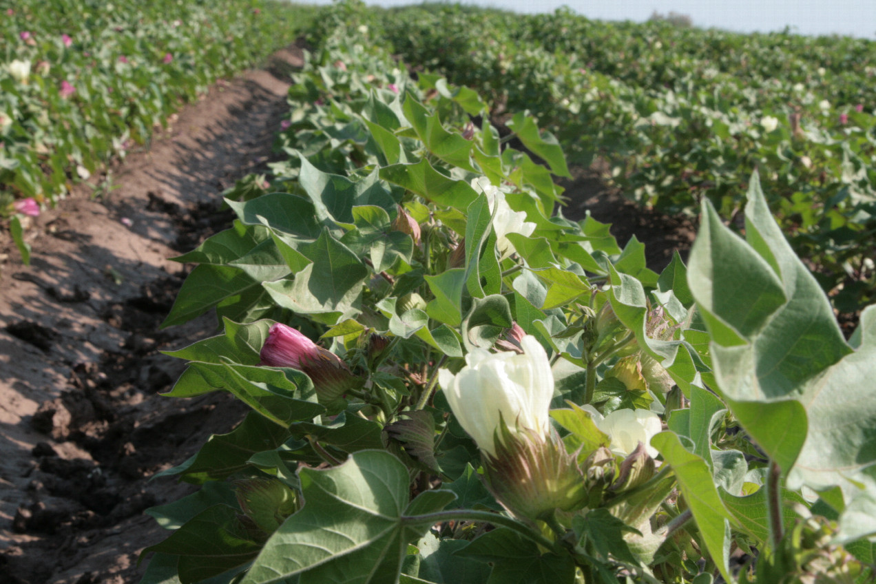 cotton plant at confluence point