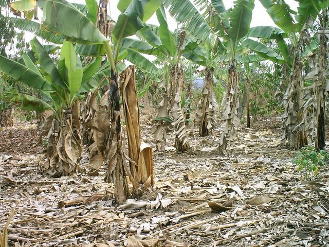 More banana trees...