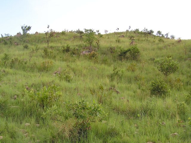 The view west looking up the hill behind the confluence