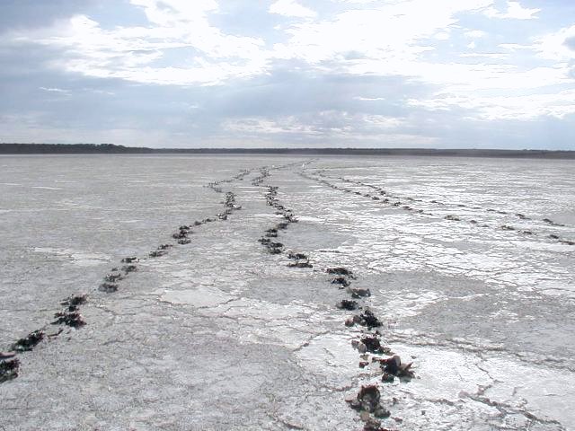 Makes you think of those sappy greeting cards about foot prints in the sand...