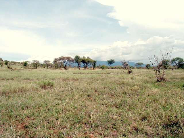 Looking East from the CP with Mt. Kilimanjaro hiding in the clouds