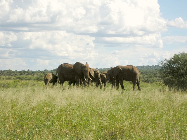 Elephant herd