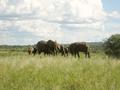 #8: Elephant herd