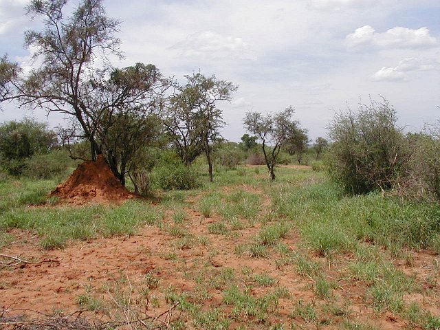 Looking North from the CP