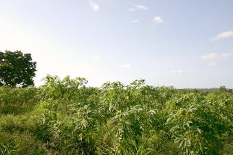 #1: View to the North of the Confluence