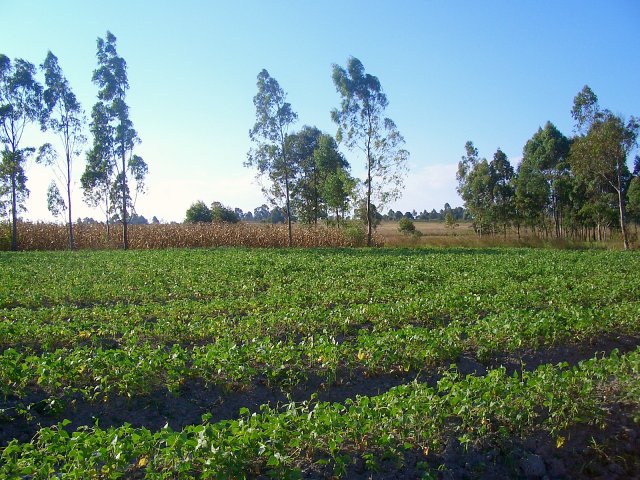 Looking North from the CP