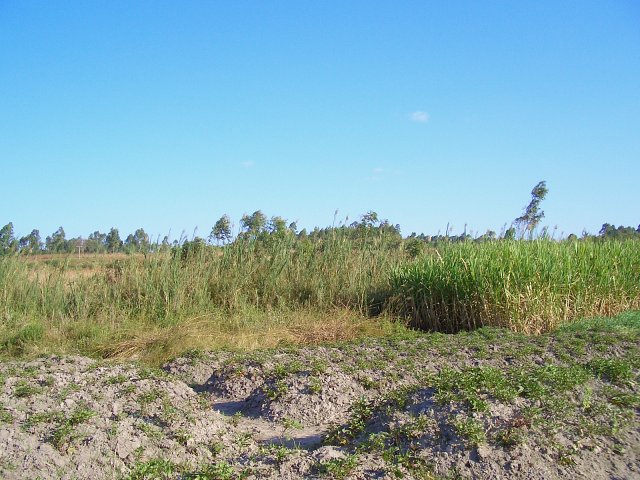 Looking South from the CP