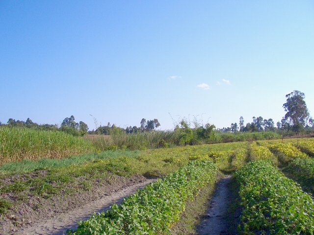 Looking West from the CP