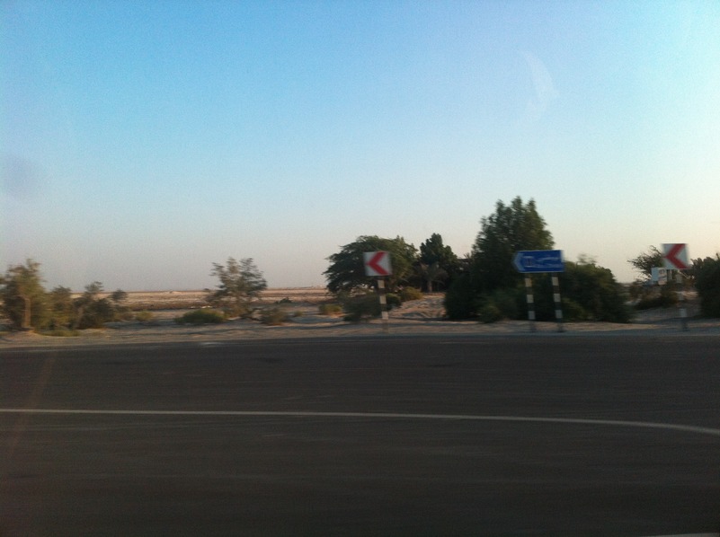 Vegetation along the highway, due north of the Confluence.