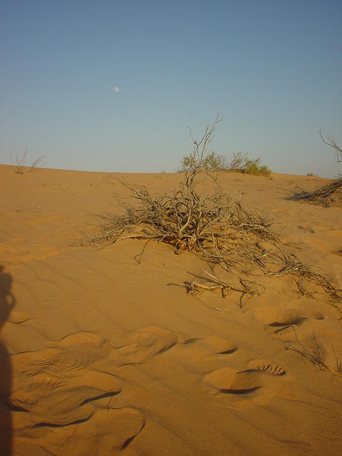 This bush marks the Confluence.