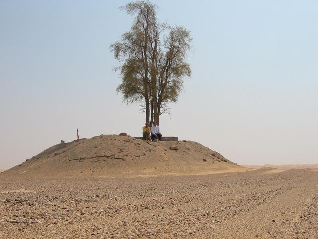 Single artificially exposed acacia tree north of 24N 55E