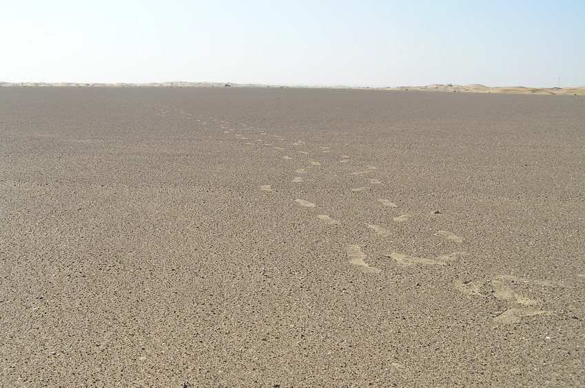 View to the west from the confluence point along with our footprints.