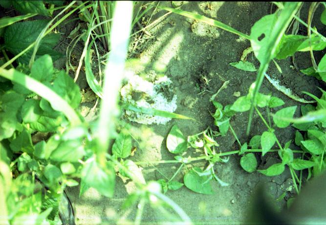 Looking down on the confluence spot: notice the suspicious-looking whitish pat on the ground. Yikes!