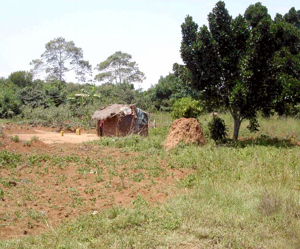 View from the Confluence. That is a termite mound next to the house.