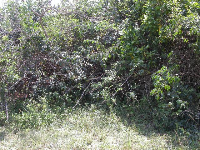 View of the Confluence (at the base of the coffee bush) facing the opposite direction of the main view.