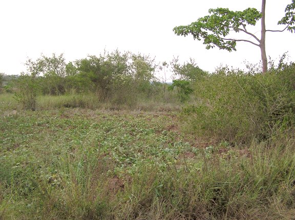 View looking North to a potato field.