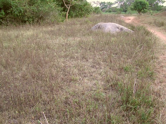 View of the site. The actual site is the trampled grass about 10 meters in front of the rock