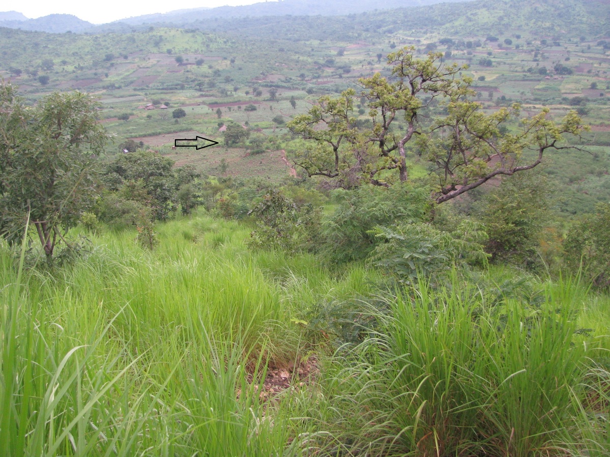 Arrow indicating the site from above