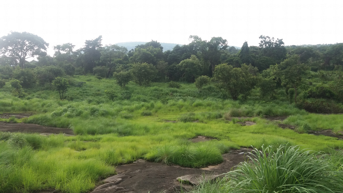 Not so far from the confluence, before entering the thick bush