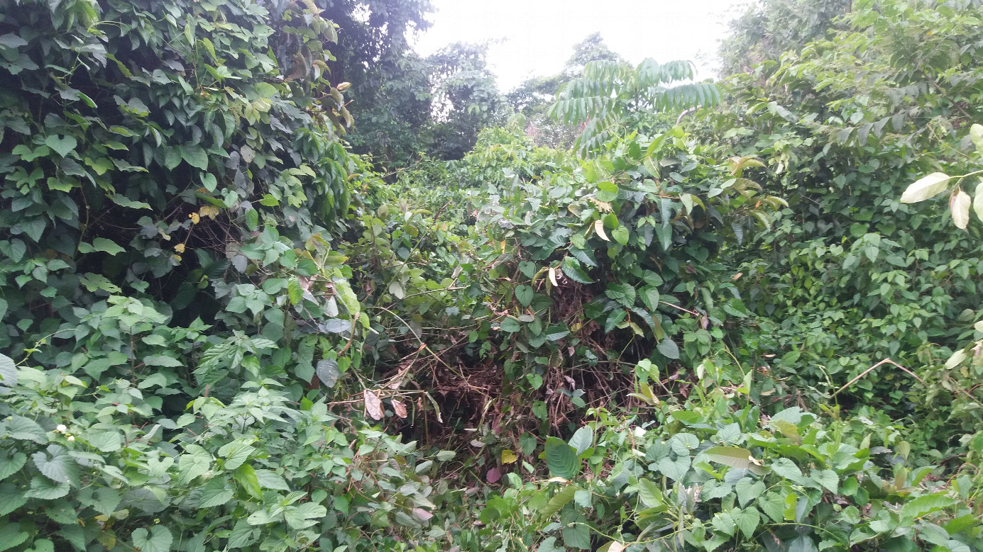 Heavy vegetation at the spot