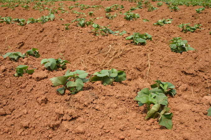 Unidentified crop at 1S 30E