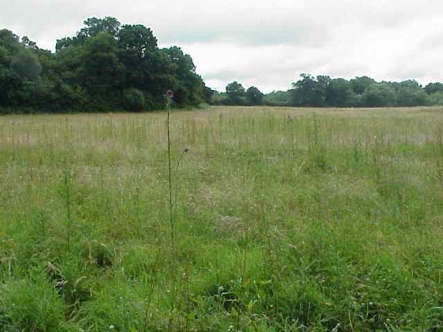 To the north a field of set-aside reverts to nature.