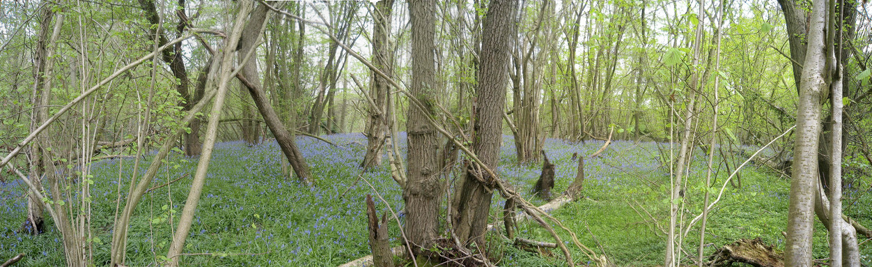 Bluebell Wood