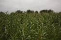 #6: Corn