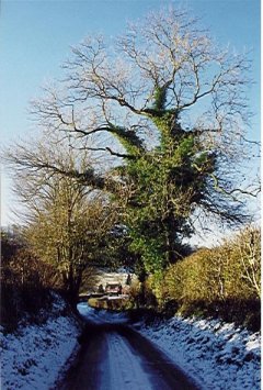 #1: Tree next to confluence