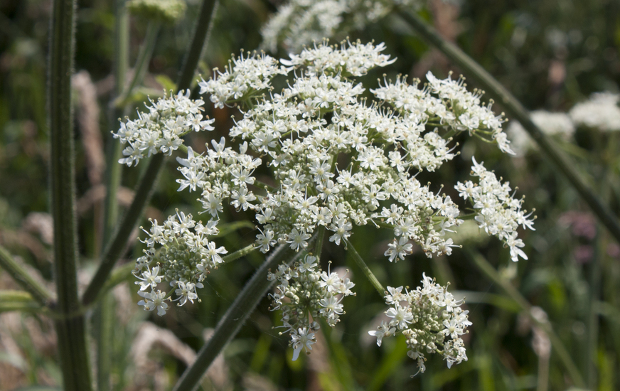 Local flora